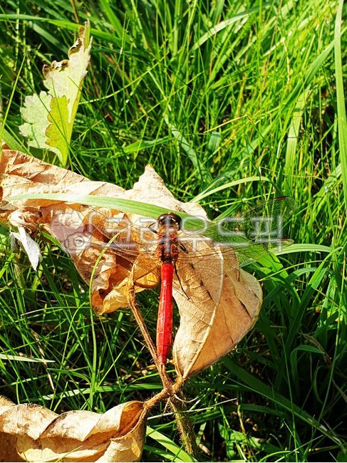 dragonfly,red dragonfly,fallen leaves,fall,nature,insect,autumn