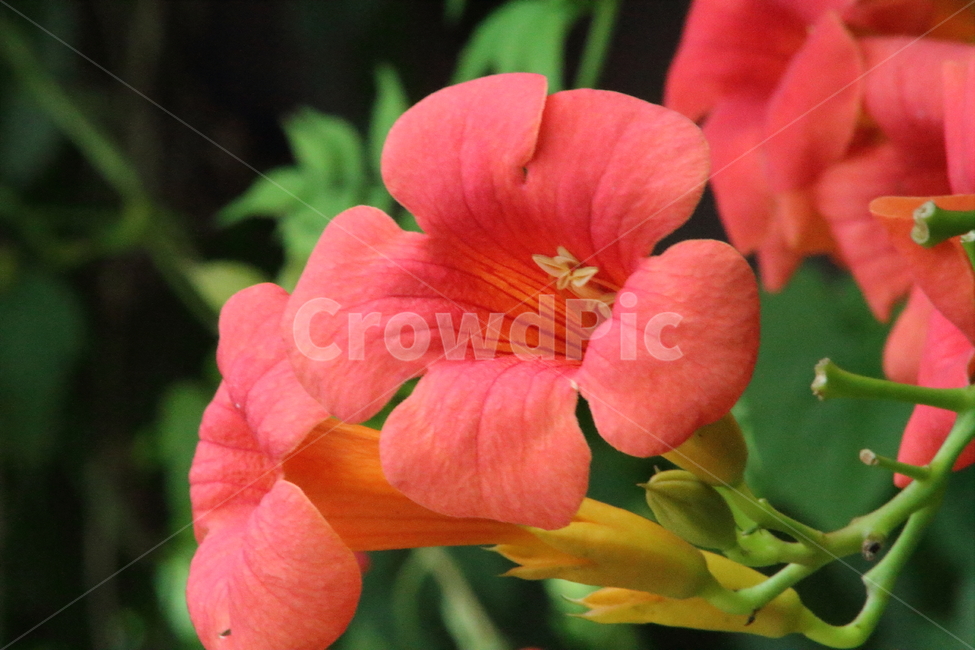 능소화,꽃,식물,금등화,chinesetrumpetcreeper,식물,자연,plants,nature,꽃,flower