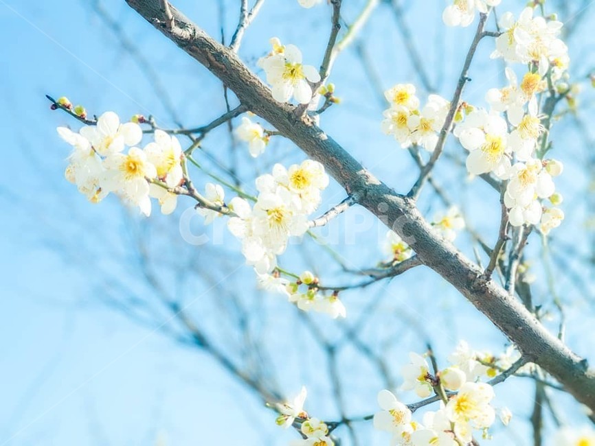 꽃,감성,풍경,봄,벚꽃,spring,계절,감성사진
