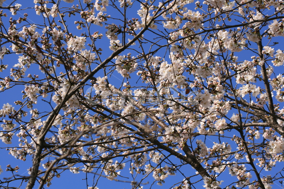나무,벚꽃,하늘,파란색,푸른,봄,꽃잎,자연,plant,식물,flower,꽃,blossom,식물,자연,plants,nature,꽃,flower