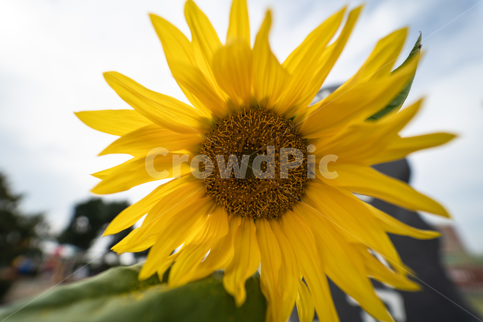 flower,botanical,plant,꽃,식물,식물,자연,plants,nature,꽃,flower