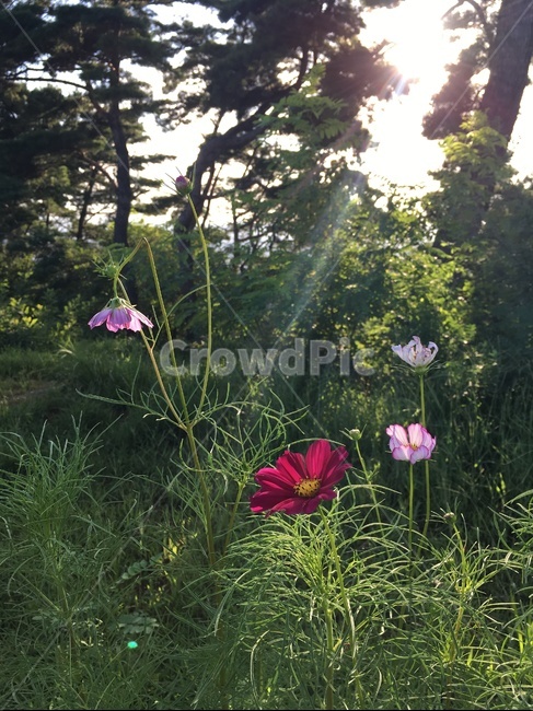 코스모스,꽃,자연,코스모스꽃,가을꽃