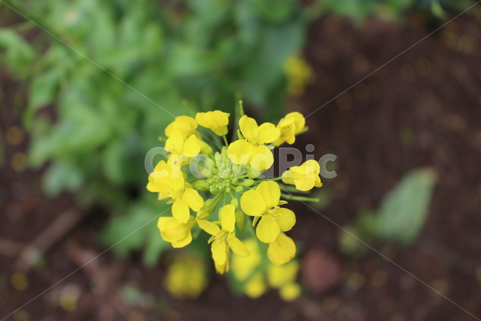 봄,봄꽃,꽃,유채꽃,들꽃,식물,봄,계절,spring,season,식물,자연,plants,nature,꽃,flower