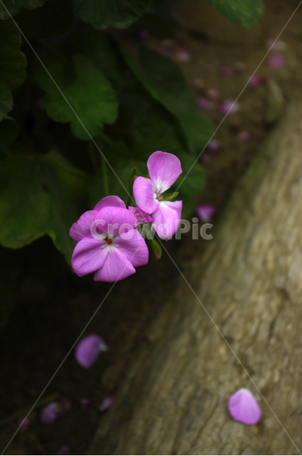 식물,꽃,flower,plant,color,식물,자연,plants,nature,꽃,flower