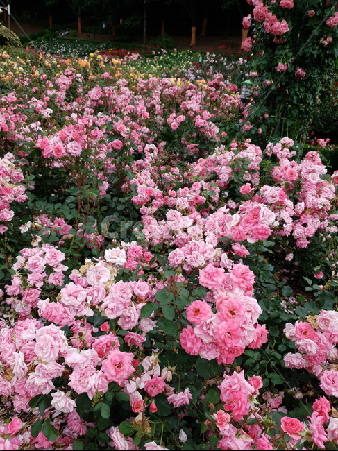 분홍장미,연분홍장미,장미꽃,꽃,rose,알록달록장미,장미밭,분홍꽃,자연,식물,장미원,장미,야외,꽃축제