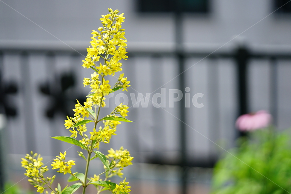 식물,꽃,플라워,생명,생물,컬러,색감,감성,flower,color,식물,자연,plants,nature,꽃,flower