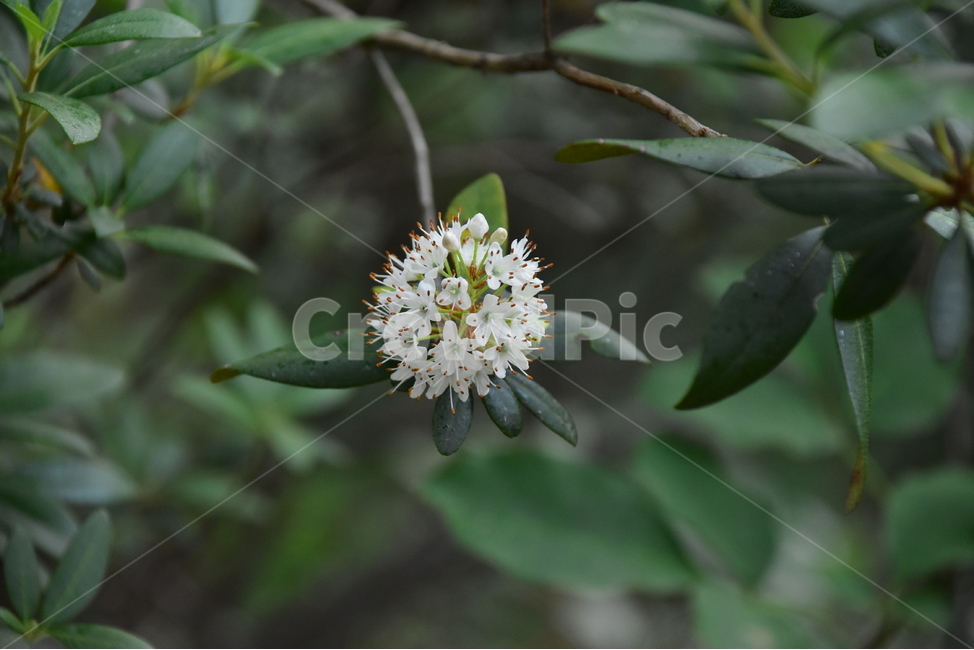 꼬리진달래,야생화,생태,식물,자연,꽃,힐링,플라워,wildflower,flower,plants,nature,season,감성,느낌,emotion,feeling,진달래과,진달래속,목본,식물,자연,plants,nature,꽃,flower