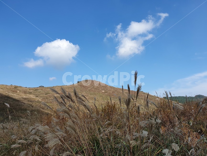 갈대,가을하늘,갈대밭,자연,nature,억새밭,화왕산,가을,오솔길,푸른하늘,풍경,억새,하늘색,field,plant,식물,hill,outdoors,구름,언덕,naturephotography,autumn,grassland,목초지,들,옥외,grass,잔디,자연,풍경,nature,landscape