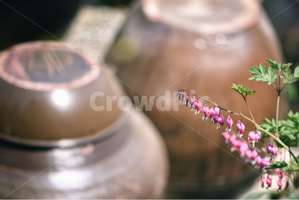 꽃,자연,식물,야생화,금낭화,장독,식물,자연,plants,nature,꽃,flower