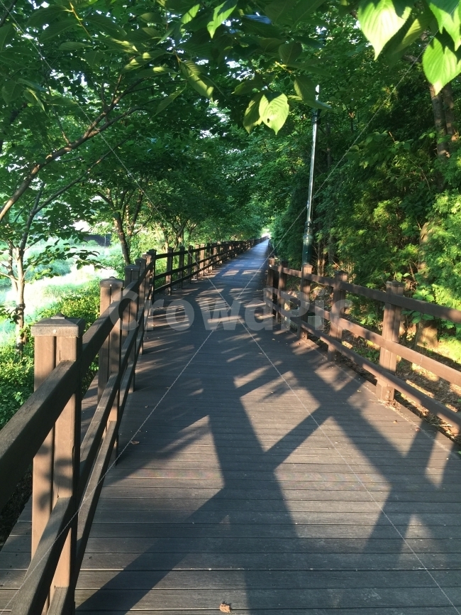 나무데크,산책길,여름,산책,오후,나무,터널,한적한,나무터널,데크,걷기,빛,그림자,자연,풍경,nature,landscape,outdoors,옥외,garden,정원,arbour,정자