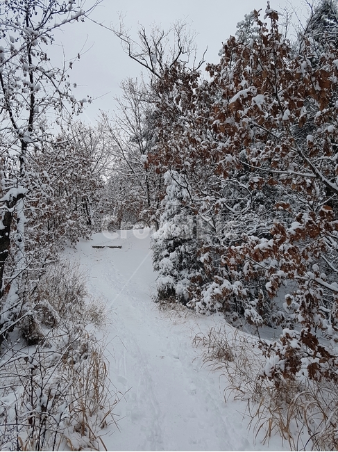 눈,오솔길,나무,도로,식물,겨울,계절,winter,season