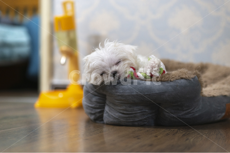 개,강아지,말티즈,반려견,애견,흰색강아지,어린강아지,하얀반려견,귀여운강아지,새끼반려견,새끼강아지,잠자는강아지,잠자는반려견,잠자는말티즈,동물,animal,포유류,mammal,개,강아지,dog,doggy