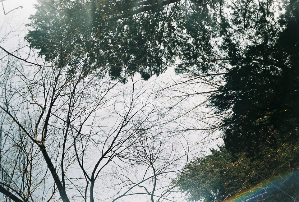 나무,친환경,하늘,필름사진,흐린하늘,자연,풍경,nature,landscape,tree,plant,식물