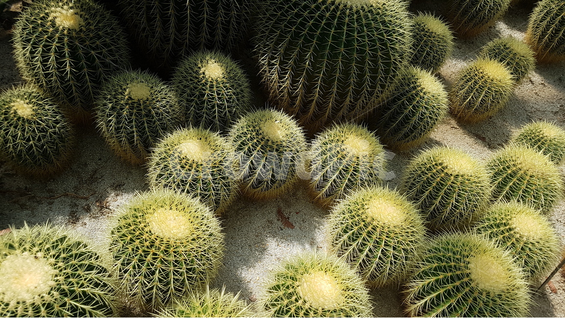 선인장,식물,사막,가시,cactus,자연,온실,화목원,꽃,plant,plants,flower,flowers,nature,나무,green,tree,식물,자연,plants,nature