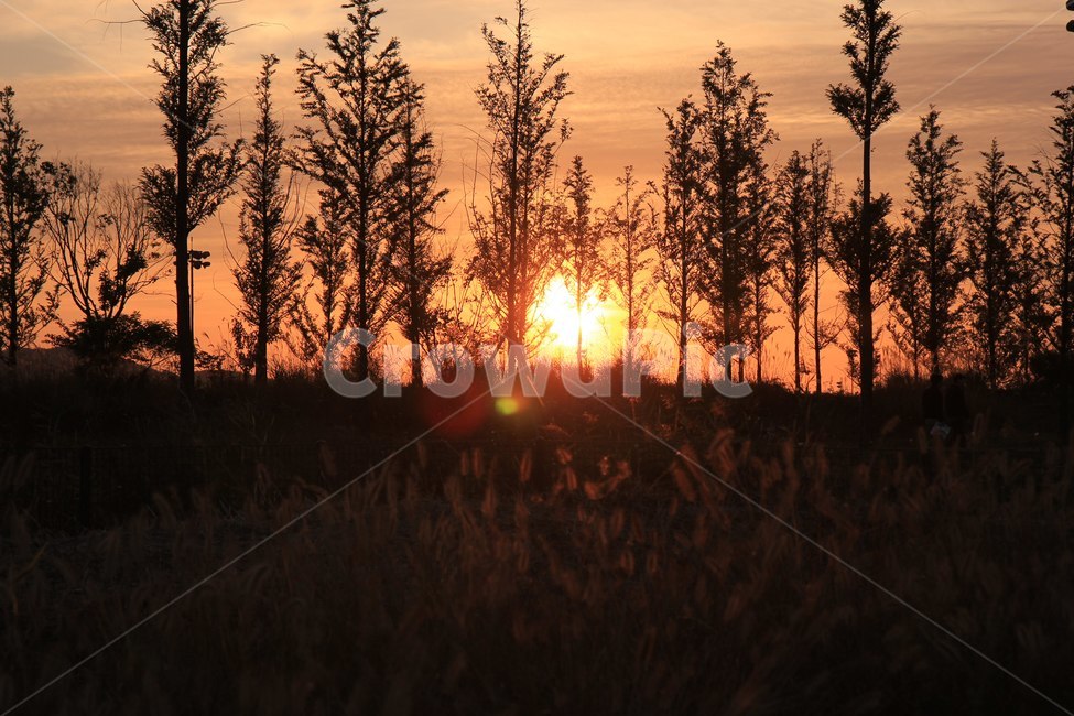 하늘,일몰,나무,sunset,tree,sky,자연,풍경,해지는하늘,태양,sun,자연,풍경,nature,landscape,outdoors,옥외,red sky,붉은 하늘,dusk,황혼,dawn,새벽