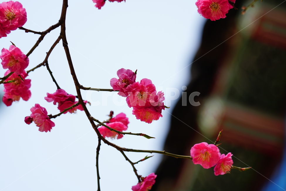 홍매화,한국자연,꽃,꽃사진,플라워,flower,봄,봄꽃,spring,식물,plants,자연,nature,풍경,landscape,계절,season,snap,스냅,접사,macro,closeup,클로즈업,감성사진,감성,힐링,healing,느낌,feel,feeling,꽃밭,화단,나무,나뭇가지,tree,꽃봉오리,4월,April,봄,계절,spring,season,식물,자연,plants,nature,꽃,flower,plant,blossom