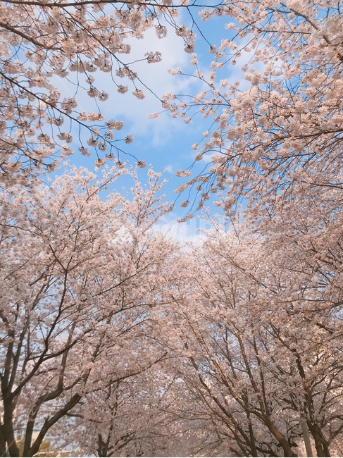 감성,벚꽃,나무,봄,꽃놀이,꽃,하늘,분홍,분홍색,하늘색,아날로그,파리