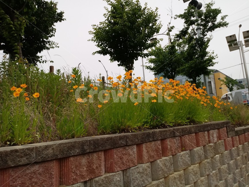 산책로,들꽃,국화,산책길,들국화,자연