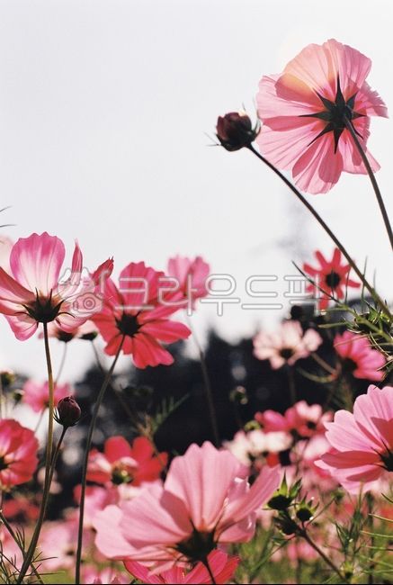 pink,backlight,flower garden,film photography,petal,fall,season,Emotion,blossom,nature,cosmos,film,Cosmos,flower,plant,autumn
