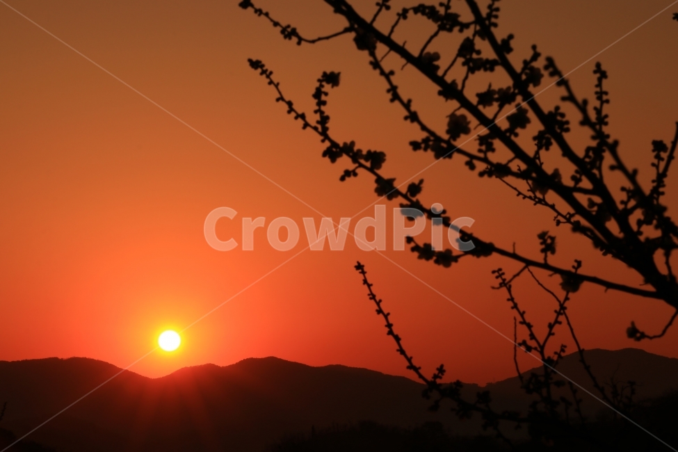 일출,해돋이,매화,실루엣,sunrise,자연,풍경,nature,landscape,outdoors,옥외,sky,하늘,sunset,일몰,dawn,새벽,red sky,붉은 하늘,dusk,황혼
