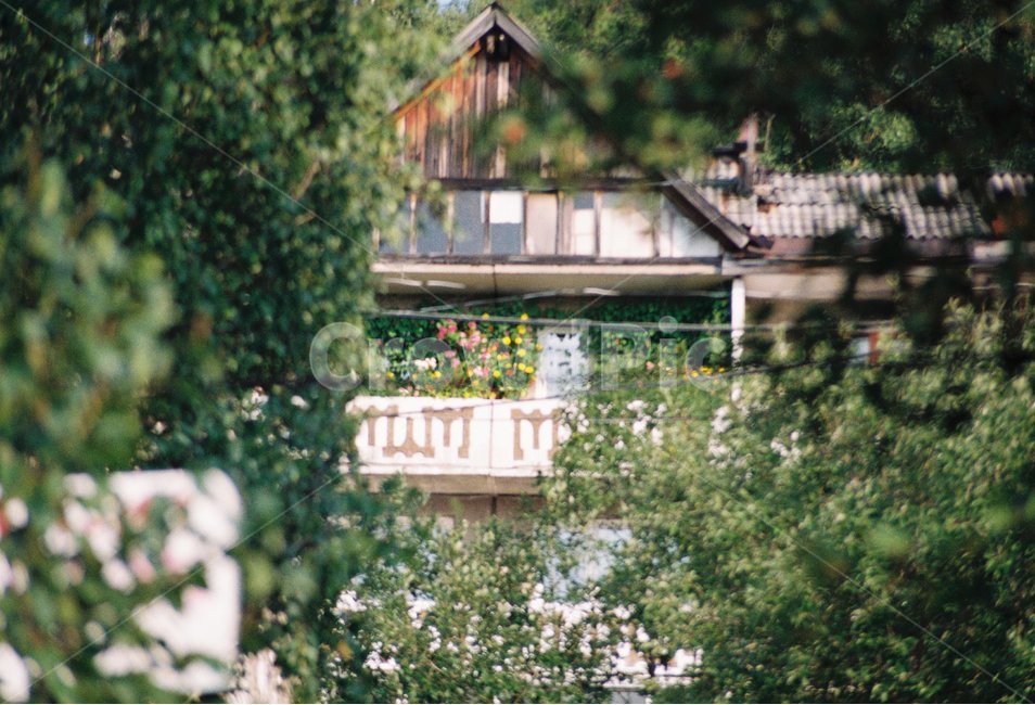 옥외,outdoors,garden,정원,꽃,flower,나무,tree,film,filmcamera,arbour