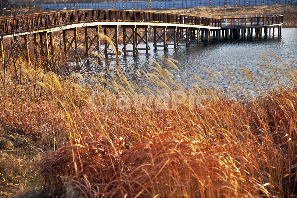 영종도,수변무대,탐방로,호수,갈대,아라뱃길,인천,정서진,가을,계절,fall,autumn,season,자연,풍경,nature,landscape