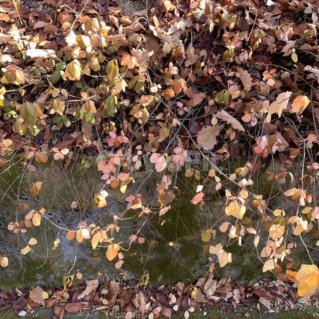 식물,잎,나무,햇살,가을식물,ground,plant,tree,가을,계절,fall,autumn,season,식물,자연,plants,nature