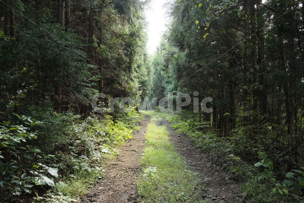 road,도로,숲길,식물,나무,삼나무,삼나무숲길,제주도,여름,평온,쉼,그린,초록,연두색,컬러,color,초록색,나무길,jejuisland,중간산