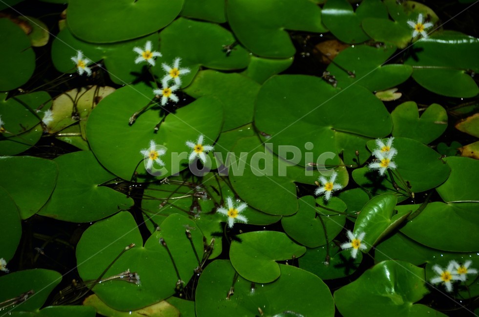 어리연꽃,조름나물과,야생화,여러해살이,수생식물,부엽성,식물,자연,plants,nature,꽃,flower