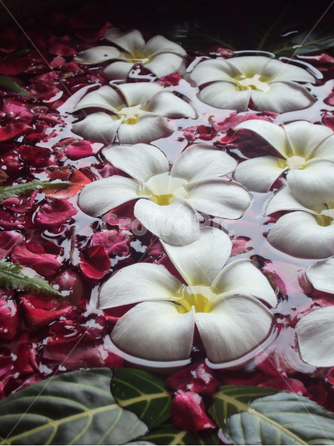 하와이무궁화,세부,필리핀,꽃,히비스커스,hibiscus,cebu,philippin,flower,식물,자연,plants,nature,꽃,flower