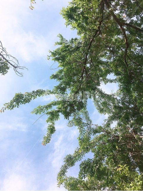 하늘,배경,푸른하늘,바탕화면,자연,풍경,나무,sky,tree