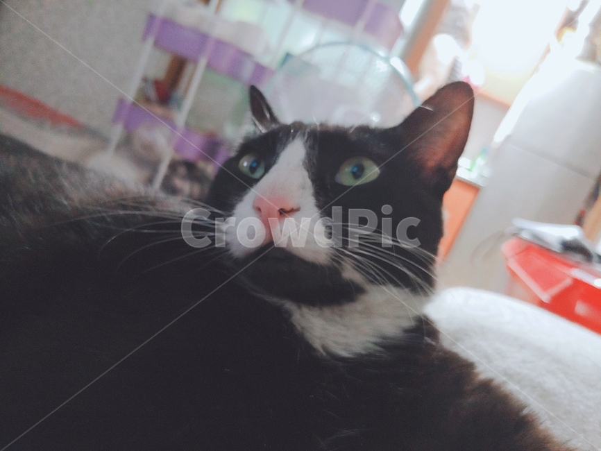 턱시도고양이,고양이,애완동물,코리안숏헤어,고양이얼굴