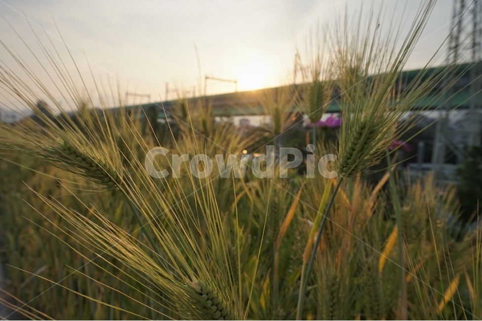 아침,일출,지하철,자연,풍경,아침햇살,sunrise,subway,view,nature,morninglight,자연,풍경,nature,landscape,plant,식물,grass,잔디,vegetation,초목