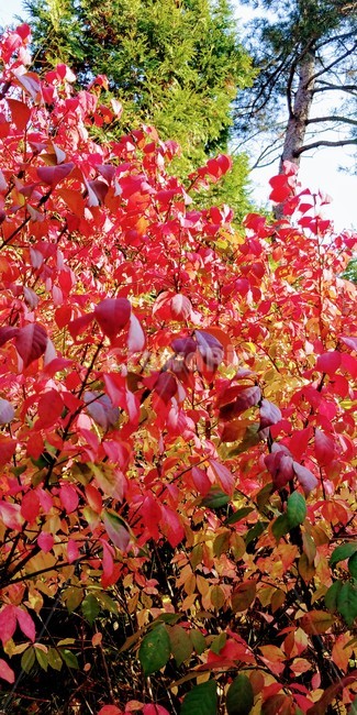 가을,가을빛,가을느낌,가을단풍,붉은단풍,leaf,잎,plant,식물,가을,계절,fall,autumn,season,자연,plants,nature