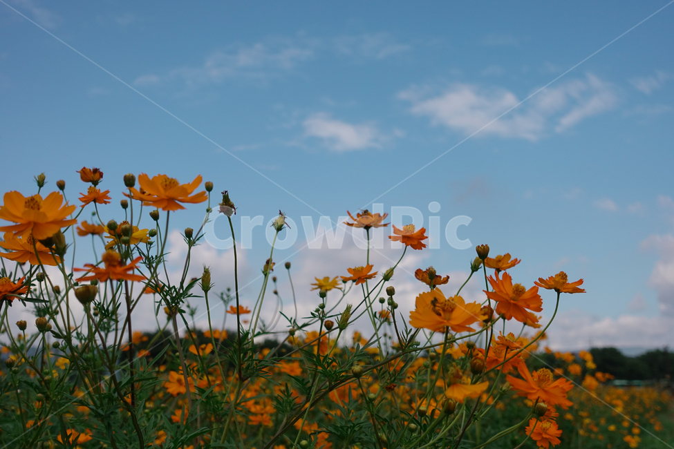 하늘,구름,여름,꽃,자연,감성,식물,자연,plants,nature,꽃,flower