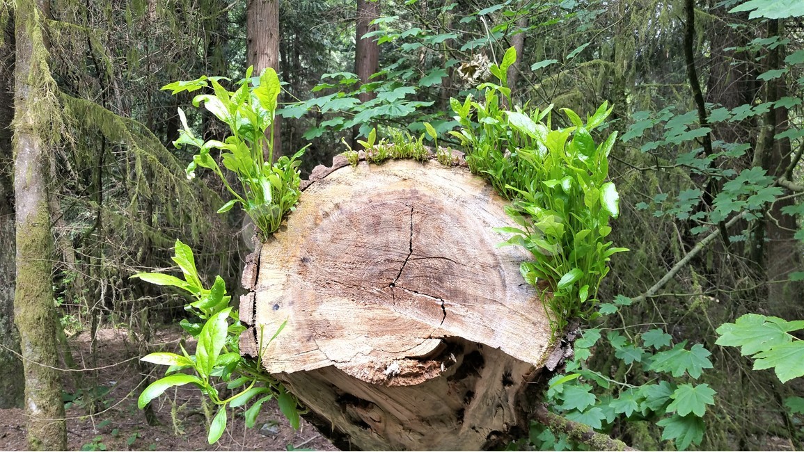 죽은나무,새생명,나무,식물,자연,식물,자연,plants,nature,나무,trees,wood