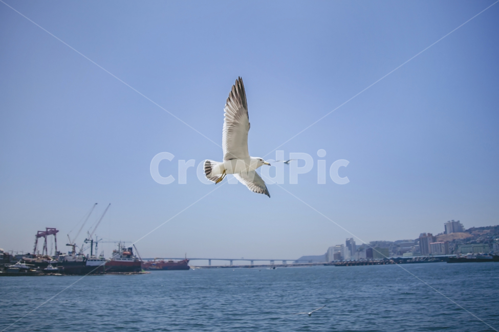 갈매기,바다,부산,새,동물,seagull,날다,하늘,블루