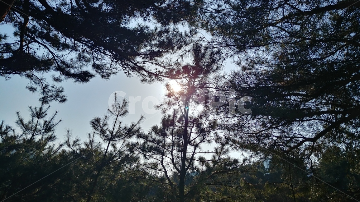 flare,플레어,햇빛,light,빛,sunlight,나무,숲