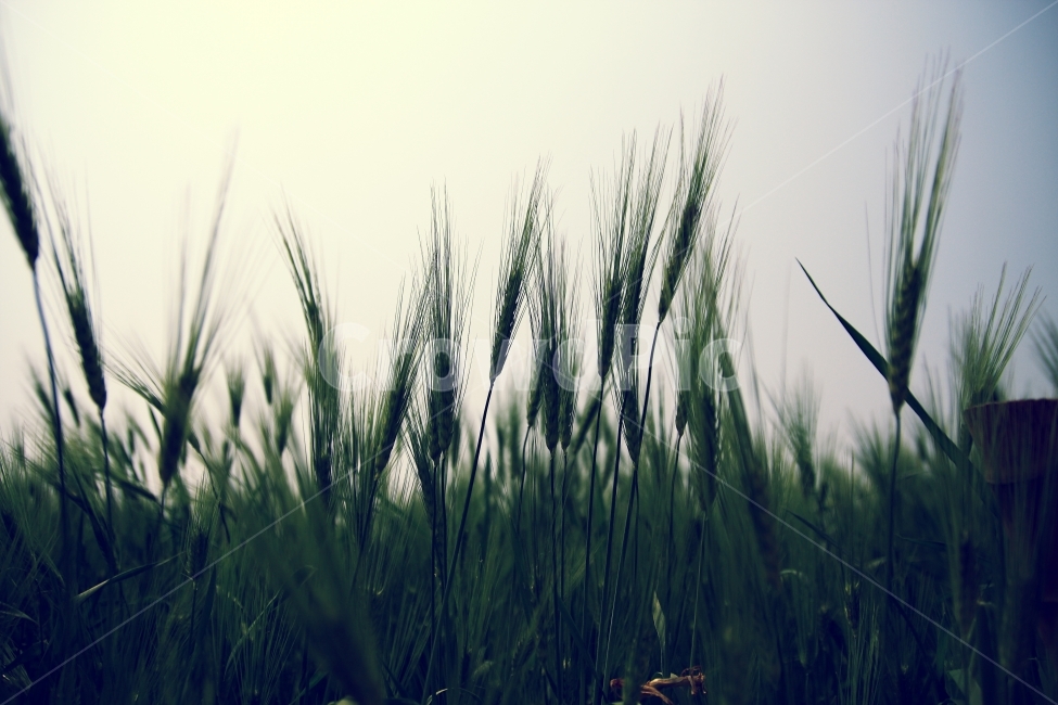 봄,보리,청보리,고창,여행,일상,식물,자연,plants,nature,감성,sensible,feeling