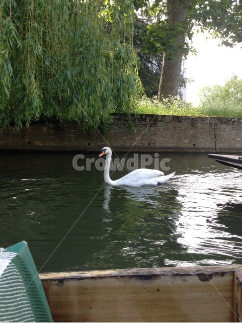 백조,오리,펀팅,강,배,나무,영국,캐임브릿지,swan,duck,punting,boat,river,tree,unitedkingdom,uk,cambridge