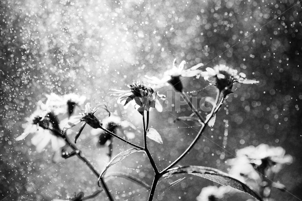 plant,식물,꽃,flower,자연,nature,꽃잎,petal,blossom,빗방울,식물,자연,plants,nature,꽃,flower,흑백,모노톤,monochrome,black and white