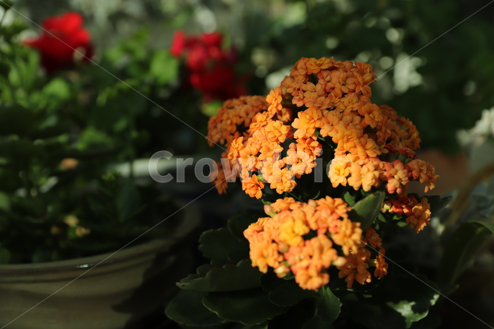 plant,식물,꽃,flower,주황,식물,자연,plants,nature,꽃,flower