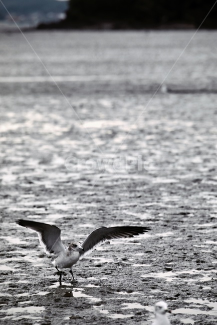 갈매기,바닷가,바위,바다,썰물,seagull,새,bird,동물,animal,flying,조류,새,birds