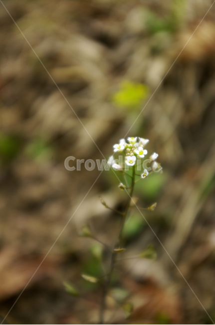 꽃다지,식물,plant,봄,spring,계절,꽃,flower,식물,자연,plants,nature,꽃,flower