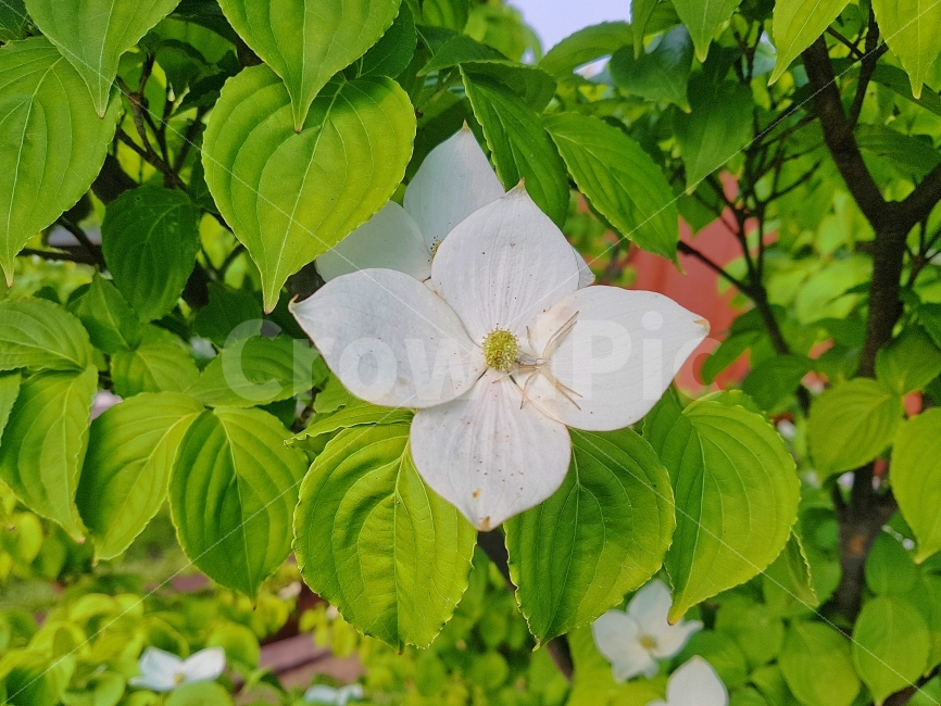 풍경,배경,거미,보호색,흰색,꽃,나뭇잎,잎,잎사귀,꽃잎,하얀색,흰꽃,자연,spider,nature,backgrounds,white,green,leaf,flower,식물,자연,plants,nature,꽃,flower