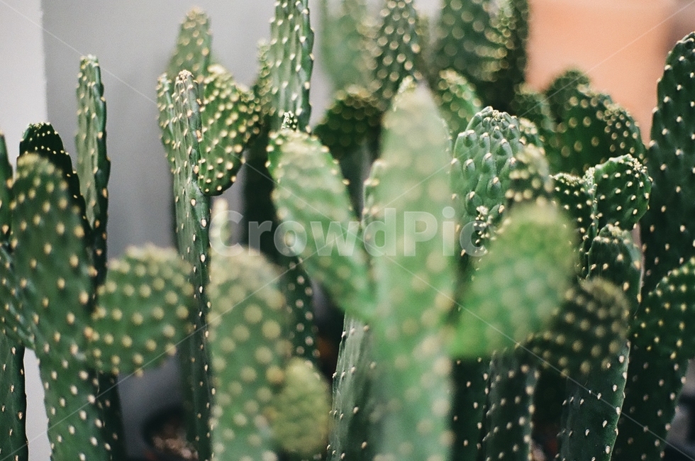 plant,식물,cactus,선인장,자연,식물,자연,plants,nature