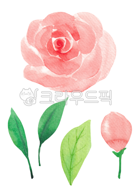 Rose,spring,spring flowers,botanical,flower bud,drawing,season,drawn,hand,floral,green,blossom,handwork,nature,leaf,flower,bud,watercolor,painting,background,plant,illustration,rose,Watercolor