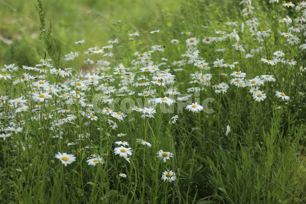 샤스타데이지,흰색,냇가,봄,빛,봄,계절,spring,season,식물,자연,plants,nature,꽃,flower,plant,blossom,daisy,데이지,daisies,bird,새,animal,동물