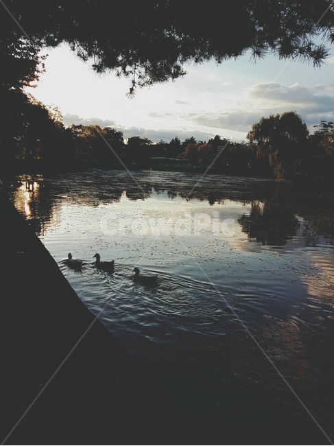 호수,오리,lake,duck,비치다,잔영,풍경,나무,물에비친,물결,여유,평화,그림자,오후,자연,풍경,nature,landscape,water,물,outdoors,옥외,land,땅