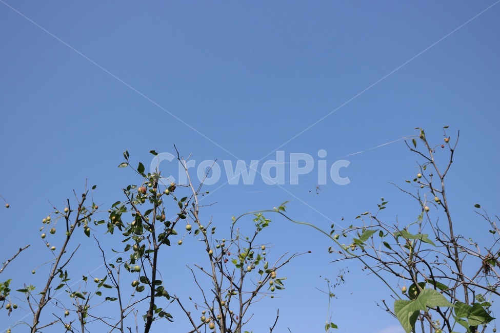 하늘,자연,파랑,대추,대추나무,열매,거미,거미줄,곤충,초록,sky,sora,nature,blue,ao,jujube,natsume,chrysanthemum,natsumenoki,fruit,jitsu,spider,kumo,insect,konchuu,green,midori,가을,계절,fall,autumn,season,자연,풍경,nature,landscape,식물,plants,과일,열매,fruit